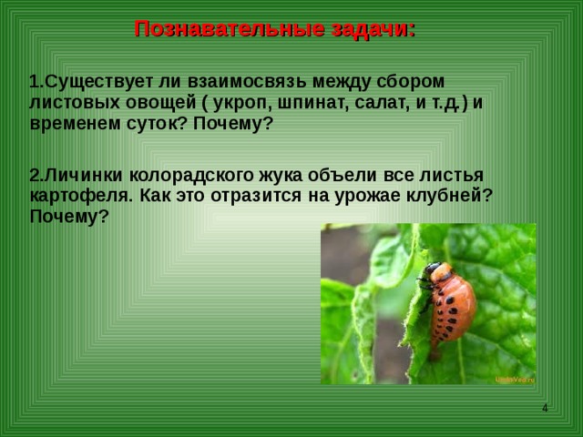 Познавательные задачи:  Существует ли взаимосвязь между сбором листовых овощей ( укроп, шпинат, салат, и т.д.) и временем суток? Почему?  Личинки колорадского жука объели все листья картофеля. Как это отразится на урожае клубней? Почему?