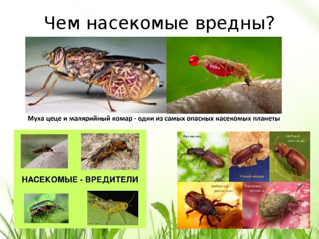 Вредные насекомые