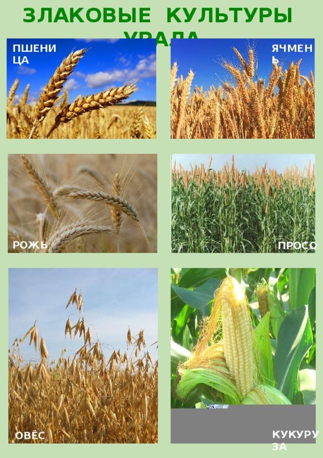 Фото зерновых культур с названиями