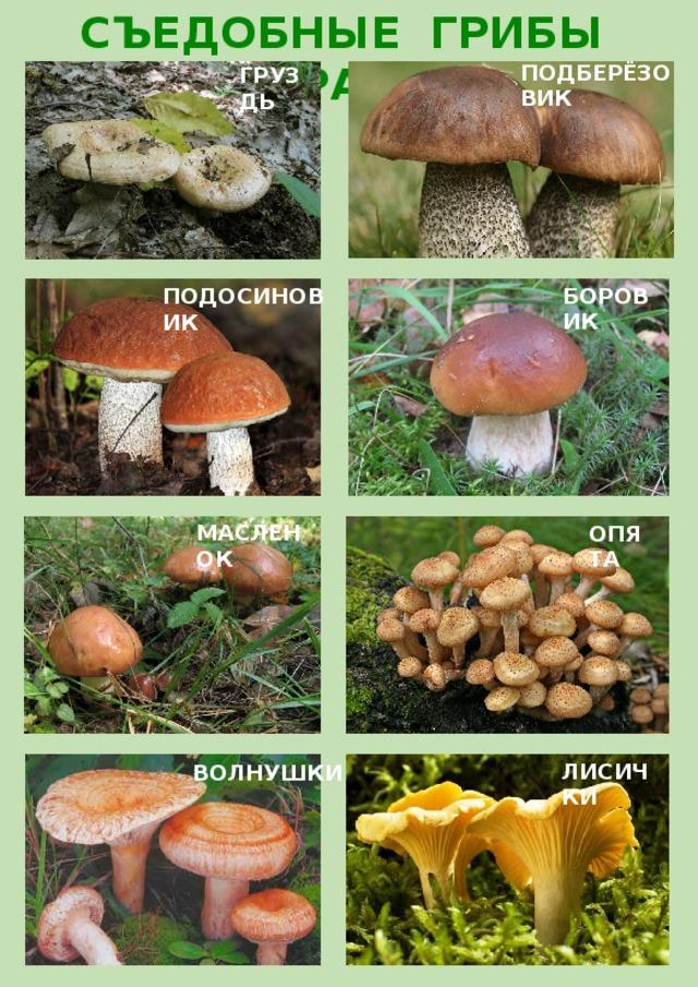 Грибы вы знаете какие съедобные. Съедобные грибы. Картинки съедобных грибов с названиями. Съедобные грибы названия. Названия седобныхгрибов.