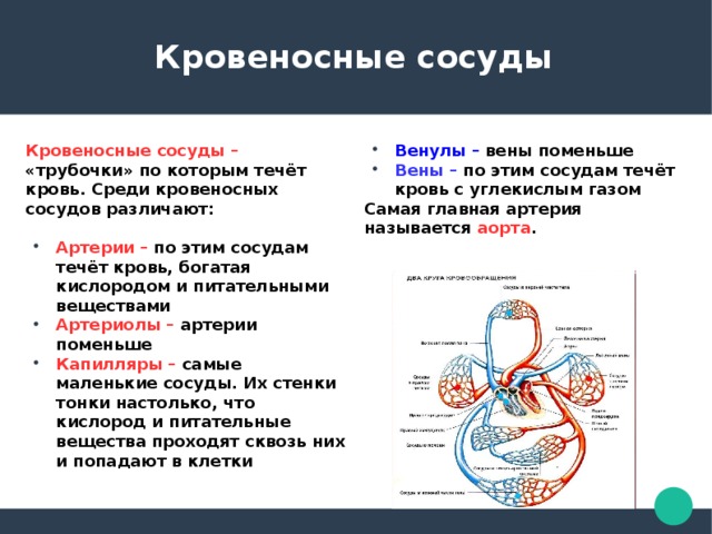 Кровеносная система 7 класс биология презентация