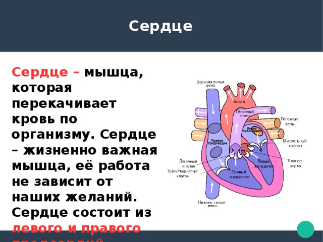 Из каких состоит сердце