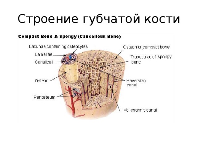 Расположение и строение костной ткани Опорно-двигательная система. Кости и их соединения