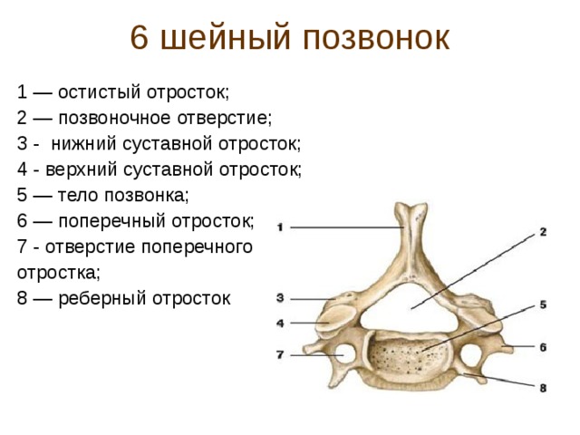 Остистые отростки позвоночника фото