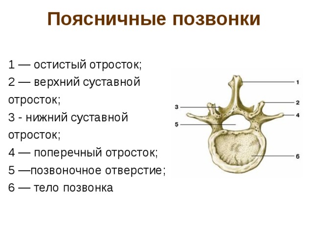 Остистый отросток позвонка на рисунке