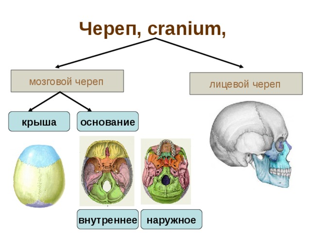 Крыша черепа вид соединения