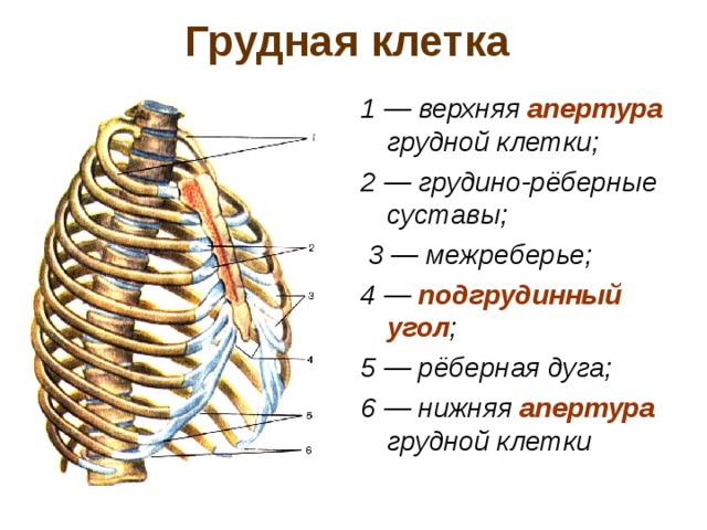 Грудная клетка схема