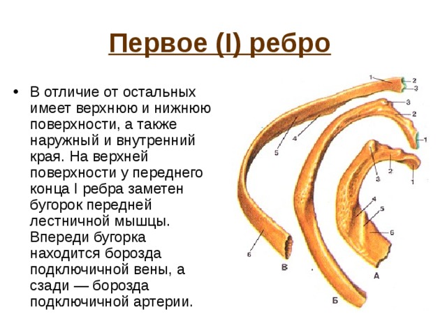 Где находится у человека 9 ребро картинки