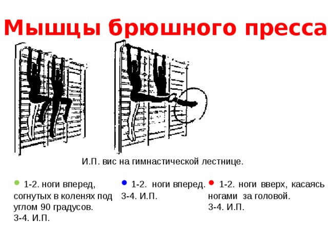 Мышцы брюшного пресса И.П. вис на гимнастической лестнице.   1-2. ноги вперед. 3-4. И.П.   1-2. ноги вверх, касаясь ногами за головой. 3-4. И.П.   1-2. ноги вперед, согнутых в коленях под углом 90 градусов. 3-4. И.П. 