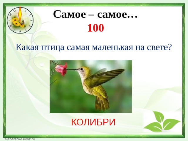 Самое – самое…  100 Какая птица самая маленькая на свете? КОЛИБРИ 