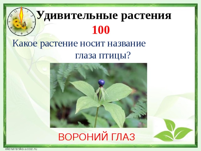  Удивительные растения  100 Какое растение носит название глаза птицы?   ВОРОНИЙ ГЛАЗ 