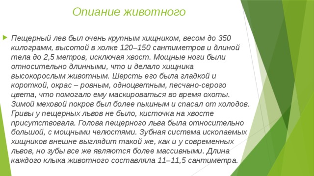 Опиание животного Пещерный лев был очень крупным хищником, весом до 350 килограмм, высотой в холке 120–150 сантиметров и длиной тела до 2,5 метров, исключая хвост. Мощные ноги были относительно длинными, что и делало хищника высокорослым животным. Шерсть его была гладкой и короткой, окрас – ровным, одноцветным, песчано-серого цвета, что помогало ему маскироваться во время охоты. Зимой меховой покров был более пышным и спасал от холодов. Гривы у пещерных львов не было, кисточка на хвосте присутствовала. Голова пещерного льва была относительно большой, с мощными челюстями. Зубная система ископаемых хищников внешне выглядит такой же, как и у современных львов, но зубы все же являются более массивными. Длина каждого клыка животного составляла 11–11,5 сантиметра. 