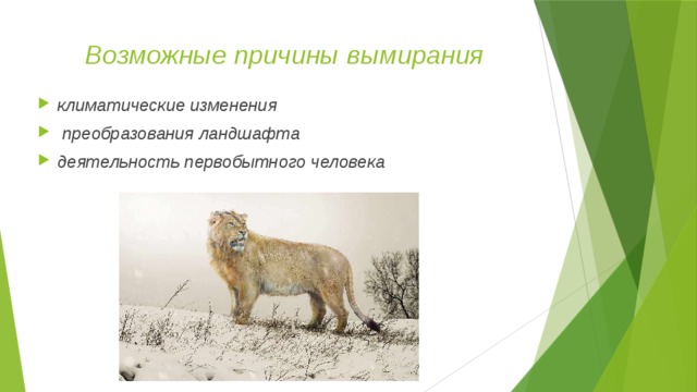 Возможные причины вымирания климатические изменения  преобразования ландшафта деятельность первобытного человека  