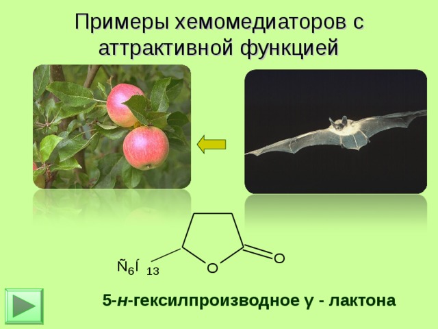 Примеры хемомедиаторов с аттрактивной функцией     5- н -гексилпроизводное γ - лактона 