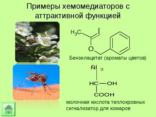 Примеры хемомедиаторов с аттрактивной функцией Бензилацетат (ароматы цветов) молочная кислота теплокровных сигнализатор для комаров 