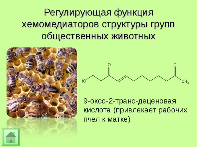 Регулирующая функция хемомедиаторов структуры групп общественных животных 9-оксо-2-транс-деценовая кислота (привлекает рабочих пчел к матке) 