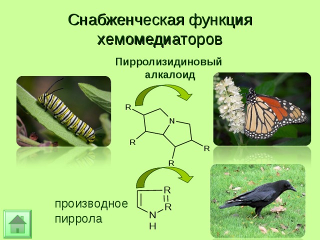Снабженческая функция хемомедиаторов Пирролизидиновый алкалоид производное пиррола 