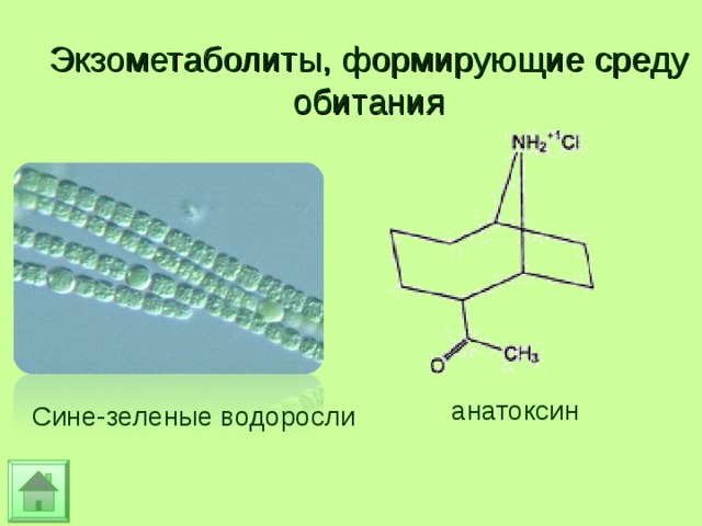 Экзометаболиты, формирующие среду обитания анатоксин Сине-зеленые водоросли 