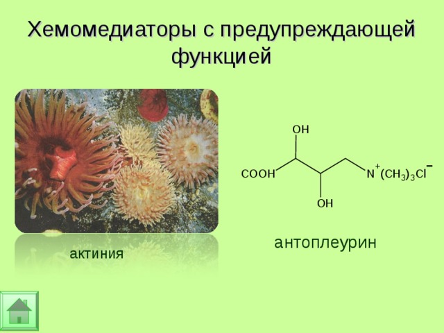 Хемомедиаторы с предупреждающей функцией   антоплеурин актиния 
