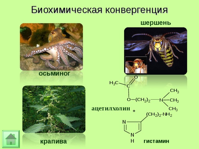 Биохимическая конвергенция шершень осьминог ацетилхолин крапива гистамин 