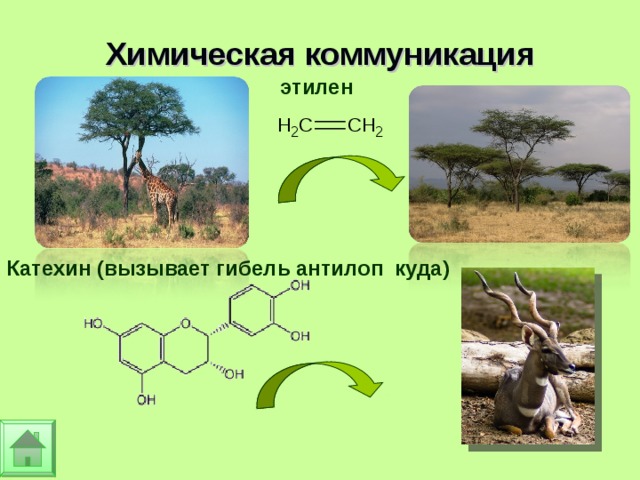Химическая коммуникация этилен Катехин (вызывает гибель антилоп куда) 