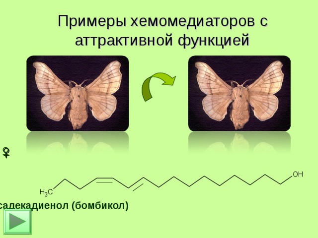 Примеры хемомедиаторов с аттрактивной функцией    ♂      ♀       гексадекадиенол (бомбикол) 