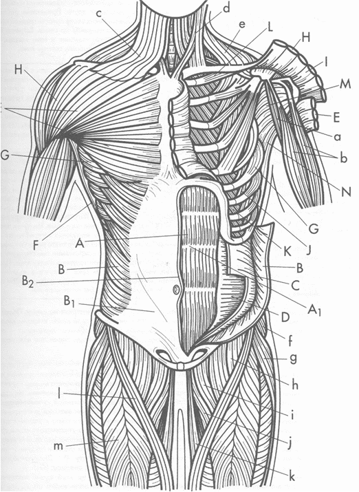 Мышцы туловища рисунок. Поверхностные мышцы туловища спереди. Мышцы туловища человека анатомия. Мышцы туловища груди и живота. Мышцы туловища анатомия вид спереди.