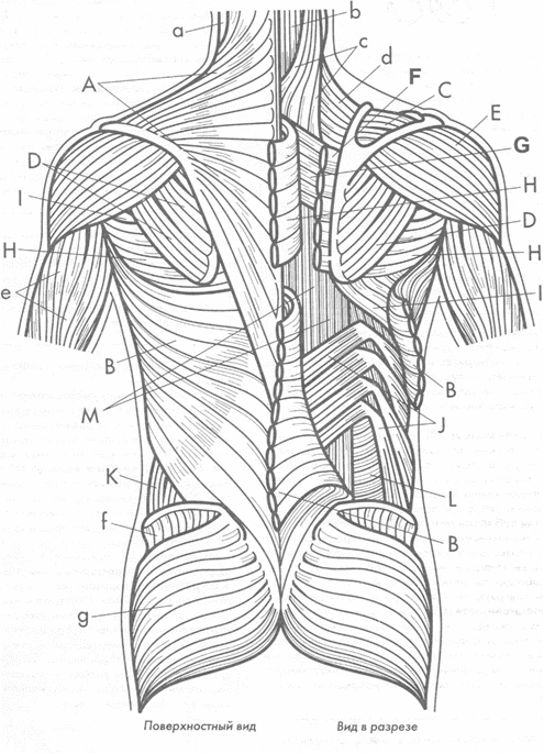 Какой цифрой на рисунке обозначены мышцы. Мышцы туловища. Проекция поверхностных мышц туловища. Мышцы туловища рисунок. Зарисовка поверхностных мышц туловища.