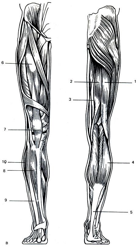Мышцы ног человека картинки с подписями