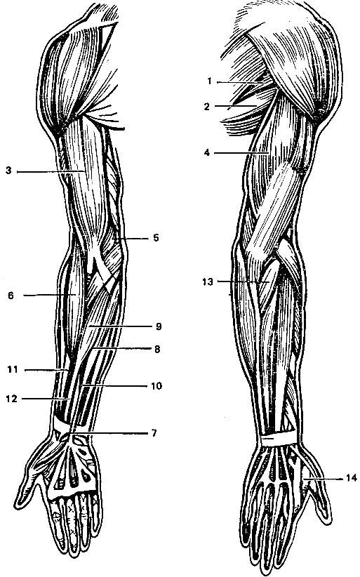 Рисунки с подписями мышц. Мышцы свободной верхней конечности сзади. Мышцы верхней конечности мышцы предплечья. Поверхностные мышцы верхних конечностей. .Мышцы верхней конечности (плечо и предплечье).