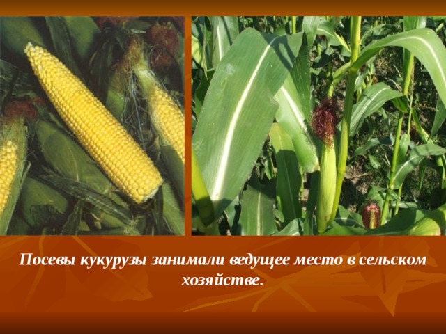 Посевы кукурузы занимали ведущее место в сельском хозяйстве. 