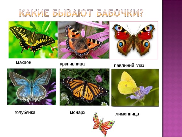 махаон крапивница павлиний глаз монарх голубянка лимонница 