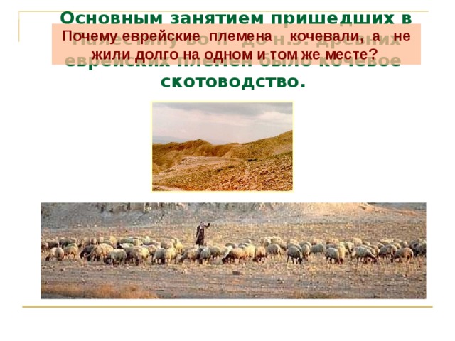 Основным занятием пришедших в Палестину во II до н.э. древних еврейских племен было кочевое скотоводство. Почему еврейские племена кочевали, а не жили долго на одном и том же месте?  