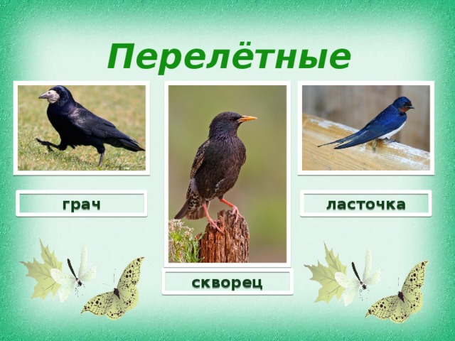 Перелётные птицы ласточка грач скворец 