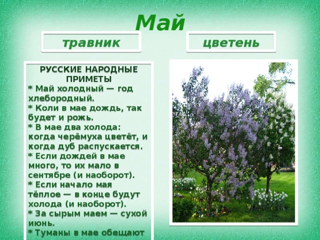 Май травник цветень РУССКИЕ НАРОДНЫЕ ПРИМЕТЫ * Май холодный — год хлебородный. * Коли в мае дождь, так будет и рожь. * В мае два холода: когда черёмуха цветёт, и когда дуб распускается. * Если дождей в мае много, то их мало в сентябре (и наоборот). * Если начало мая тёплое — в конце будут холода (и наоборот). * За сырым маем — сухой июнь. * Туманы в мае обещают плодородие, грозы — обилие, град — градобойное лето. 
