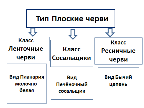 Значение червей в природе и жизни