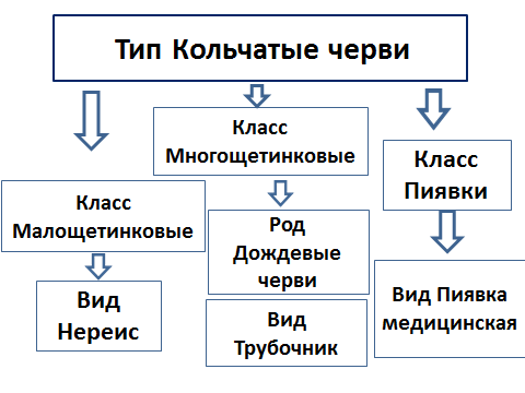 Значение червей в природе и жизни человека