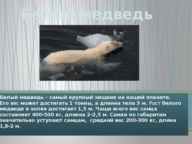 Белый медведь Белый медведь – самый крупный хищник на нашей планете. Его  вес  может достигать 1 тонны, а длинна тела 3 м.  Рост  белого медведя в холке достигает 1,5 м. Чаще всего вес самца составляет 400-500 кг, длинна 2-2,5 м. Самки по габаритам значительно уступают самцам,  средний вес 200-300 кг, длина 1,8-2 м. 