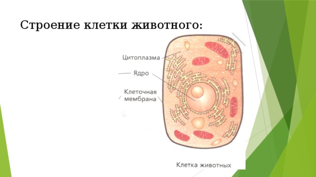 Проект строение клетки 5 класс