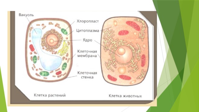 Оболочка клетки рисунок