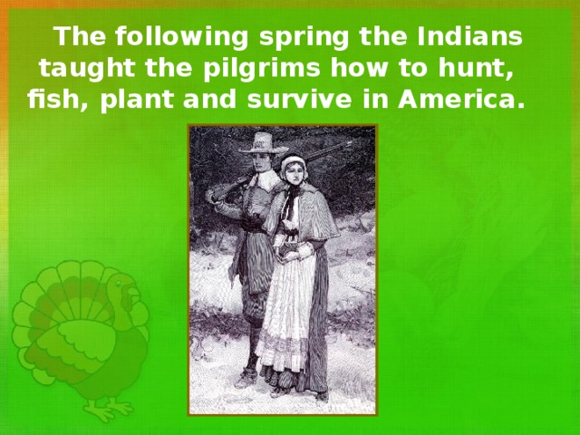 The following spring the Indians taught the pilgrims how to hunt, fish, plant and survive in America.  