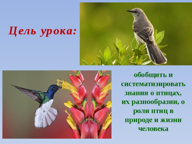 Цель урока:  обобщить и систематизировать знания о птицах, их разнообразии, о роли птиц в природе и жизни человека 