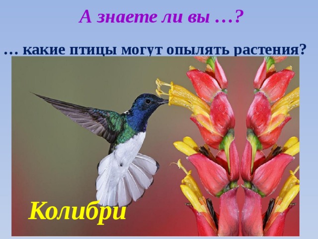 А знаете ли вы …? … какие птицы могут опылять растения? Колибри 