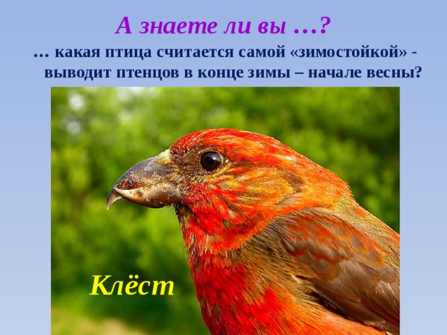 А знаете ли вы …? … какая птица считается самой «зимостойкой» - выводит птенцов в конце зимы – начале весны? Клёст 