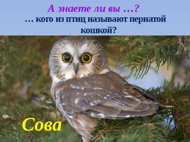А знаете ли вы …? … кого из птиц называют пернатой кошкой? Сова 