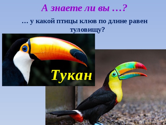 А знаете ли вы …? … у какой птицы клюв по длине равен туловищу? Тукан 