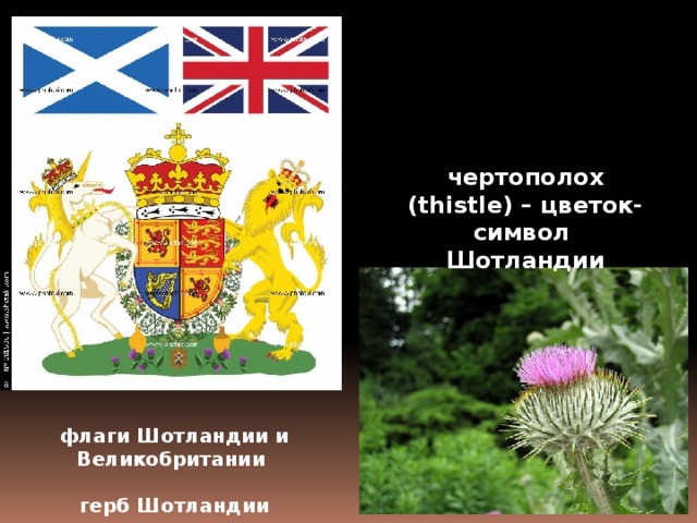 чертополох (thistle) – цветок-символ Шотландии флаги Шотландии и Великобритании  герб Шотландии 