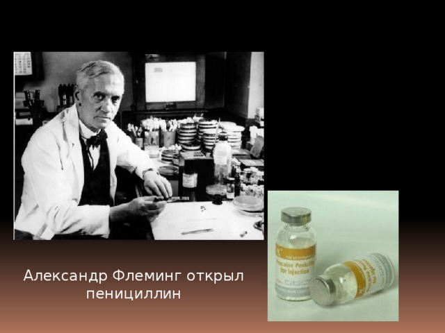 Александр Флеминг открыл пенициллин 