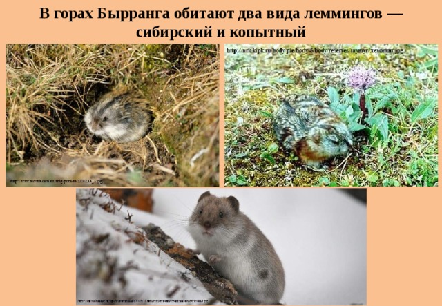 В горах Бырранга обитают два вида леммингов — сибирский и копытный 
