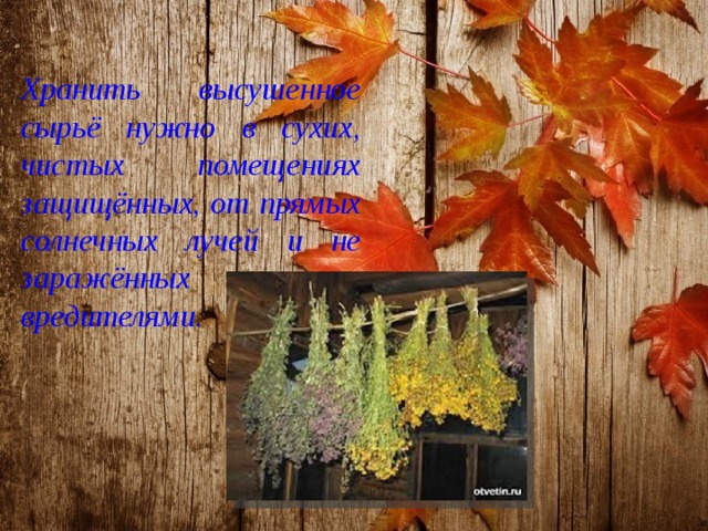 Хранить высушенное сырьё нужно в сухих, чистых помещениях защищённых, от прямых солнечных лучей и не заражённых вредителями. 